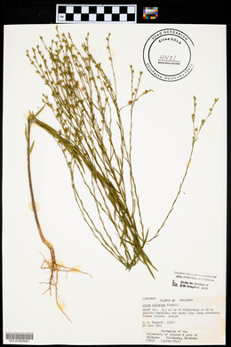 Linum sulcatum image