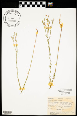 Linum sulcatum image