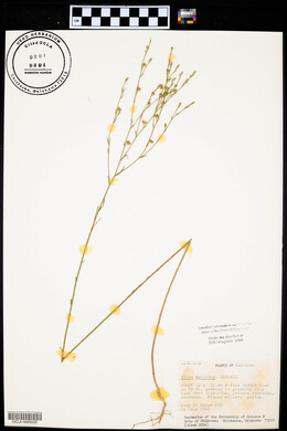 Linum sulcatum image