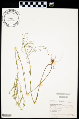 Linum sulcatum image