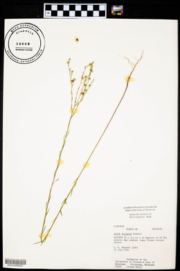 Linum sulcatum image