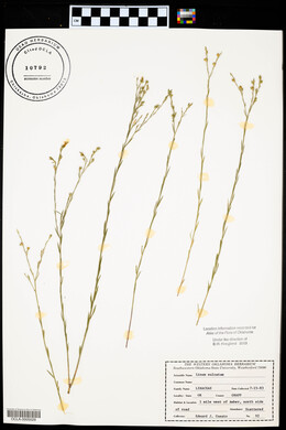 Linum sulcatum image