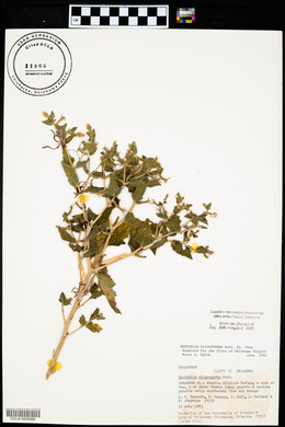 Mentzelia oligosperma image