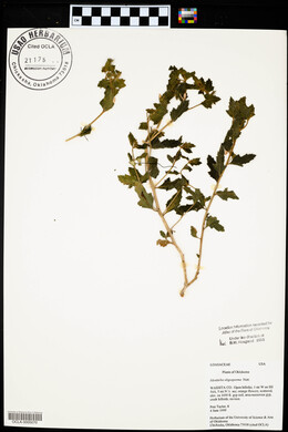 Mentzelia oligosperma image