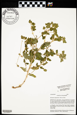 Mentzelia oligosperma image