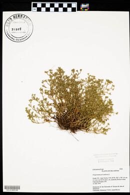 Polypremum procumbens image