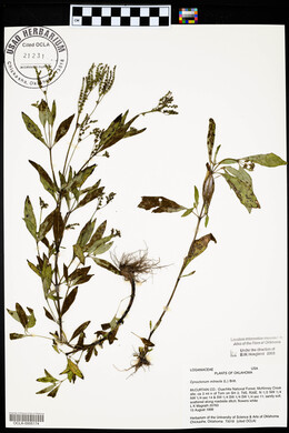 Cynoctonum mitreola image