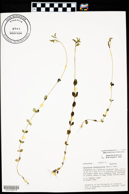 Mitreola sessilifolia image