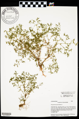 Polypremum procumbens image