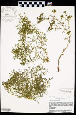 Polypremum procumbens image