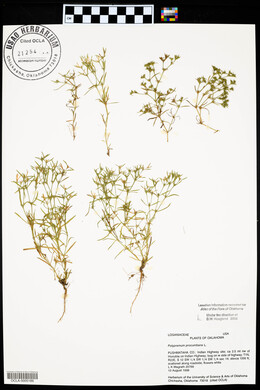 Polypremum procumbens image