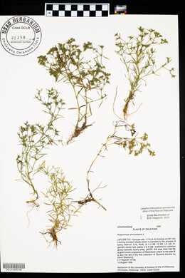 Polypremum procumbens image