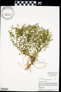 Polypremum procumbens image