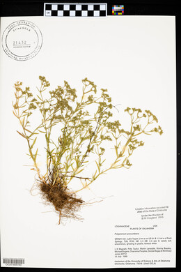 Polypremum procumbens image