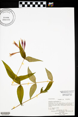 Spigelia marilandica image