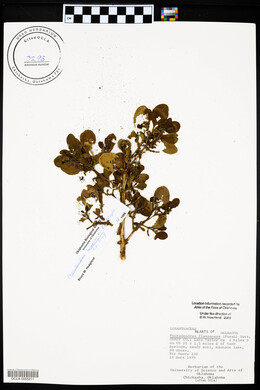 Phoradendron leucarpum subsp. tomentosum image