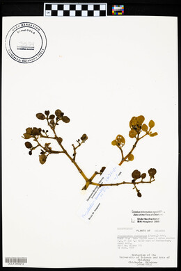 Phoradendron leucarpum subsp. tomentosum image