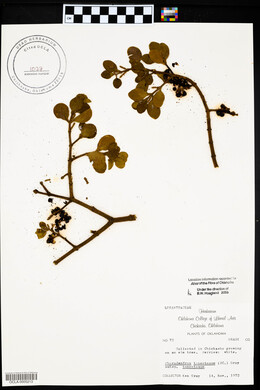 Phoradendron leucarpum subsp. tomentosum image