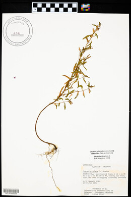 Cuphea viscosissima image