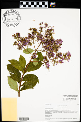 Lagerstroemia indica image