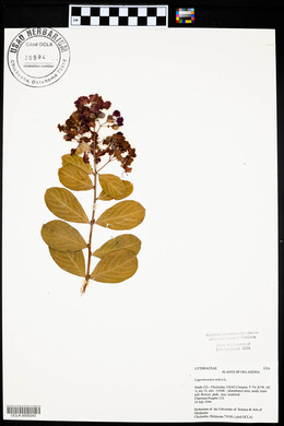 Lagerstroemia indica image