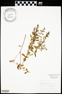 Lythrum lanceolatum image