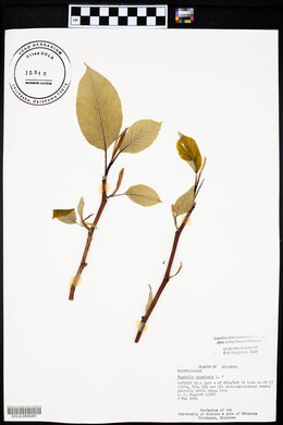 Magnolia acuminata image