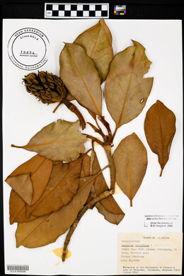 Magnolia grandiflora image