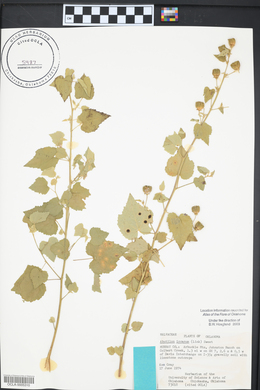 Abutilon incanum image