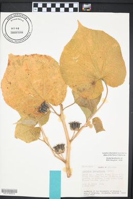 Abutilon theophrasti image