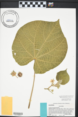 Abutilon theophrasti image