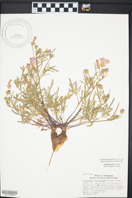 Callirhoe alcaeoides image