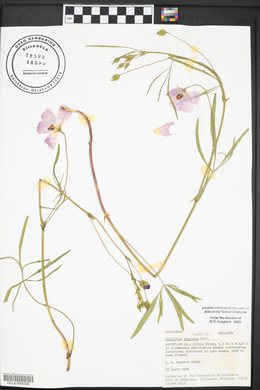 Callirhoe digitata image