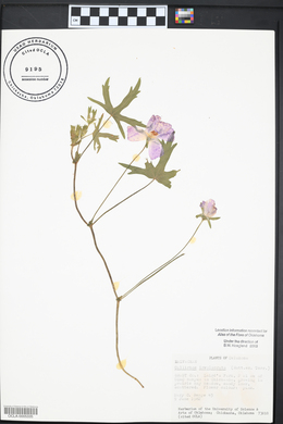 Callirhoe involucrata image