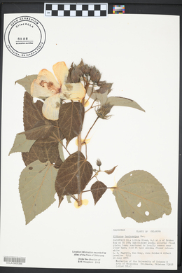 Hibiscus lasiocarpos image
