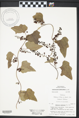 Nephroia carolina image