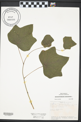 Menispermum canadense image