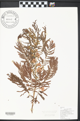 Acacia angustissima image