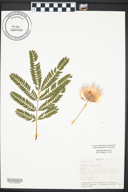 Albizia julibrissin image