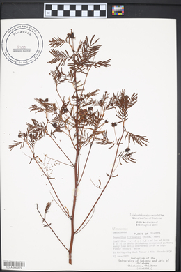 Desmanthus illinoensis image