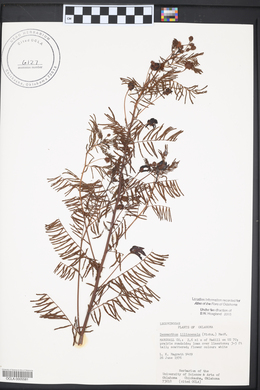 Desmanthus illinoensis image