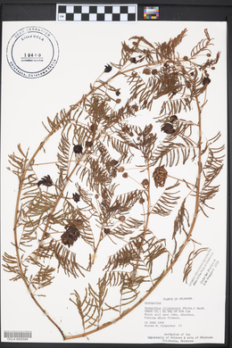 Desmanthus illinoensis image