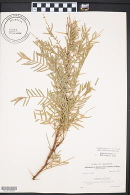 Prosopis juliflora image