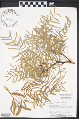 Prosopis juliflora image