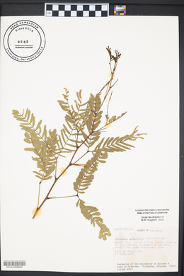 Prosopis juliflora image