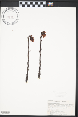 Hypopitys monotropa image