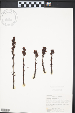 Hypopitys monotropa image