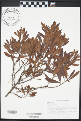 Morella cerifera image