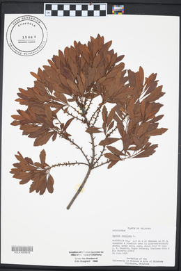Morella cerifera image