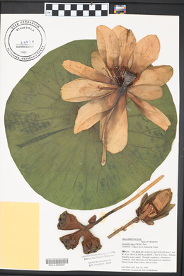 Nelumbo lutea image